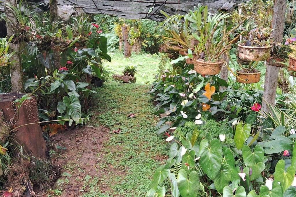 Sitio Som Das Aguas Benedito Novo 외부 사진